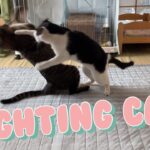 My Cat from Hell 180 / 総合猫格闘技