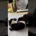 猫タックル切ってからの押さえ込みand威嚇 #shorts #cat