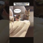 《反省している子猫🌰》#cat #いやし #おもしろ #反省 #ねこ　#こねこ #しつけ #猫 #ねこのいる生活 #ねこ動画 #ショート #保護猫