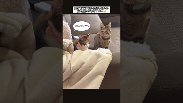 《反省している子猫🌰》#cat #いやし #おもしろ #反省 #ねこ　#こねこ #しつけ #猫 #ねこのいる生活 #ねこ動画 #ショート #保護猫