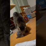ゆきちに躾けられてるふうた　#保護猫  #和風桶猫喫茶出身  #cat