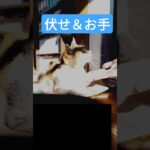 どの猫も出来るはずですよ？　#cat #shorts #しつけ #友情 　