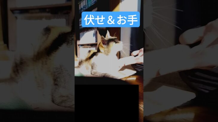 どの猫も出来るはずですよ？　#cat #shorts #しつけ #友情 　