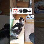 ご飯を美味しく食べてもらいましょう♪ #cat #shorts #しつけ #美味しい 　