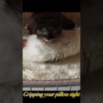猫枕 #cat #shorts #pillow