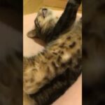 猫寝 #cat #sleep #short