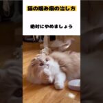 【猫の噛み癖の治し方】#雑学#猫噛み癖#猫甘噛み#猫しつけ#猫動画#猫かわいい#猫おもしろい#cat#スコティッシュフォールド#Shorts