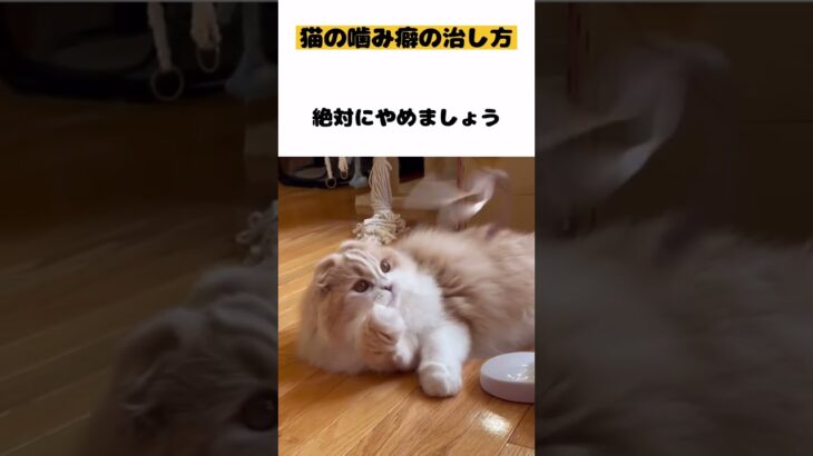 【猫の噛み癖の治し方】#雑学#猫噛み癖#猫甘噛み#猫しつけ#猫動画#猫かわいい#猫おもしろい#cat#スコティッシュフォールド#Shorts