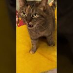 meow猫 #short #cat