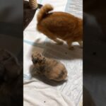 ウサギがお家に居る事に不満な猫の図 #short #cat #rabbit