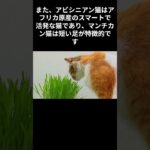 猫オモシロ雑学　＃shorts
