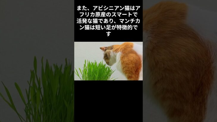 猫オモシロ雑学　＃shorts