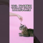 猫の豆知識と知恵袋　＃shorts