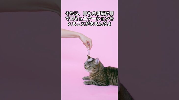 猫の豆知識と知恵袋　＃shorts