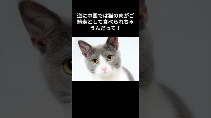 猫オモシロ雑学　知恵袋　＃shorts