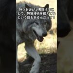 猫オモシロ雑学　知恵袋　＃shorts
