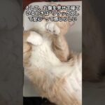 猫オモシロ雑学　知恵袋　＃shorts