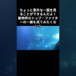 猫オモシロ雑学　知恵袋　＃shorts