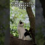 猫オモシロ雑学　知恵袋　＃shorts