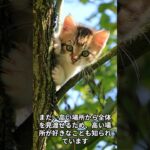 猫オモシロ雑学　知恵袋　＃shorts
