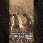 猫オモシロ雑学　＃shorts