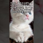 猫オモシロ雑学　知恵袋　＃shorts