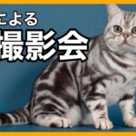 猫のプロカメラマンによる猫の写真撮影会🐈