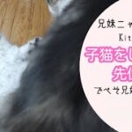 先住猫にしつけされる子猫！
