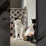 母猫は仔猫のしつけに大忙し