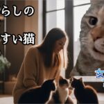 【猫ミームの猛アピールが笑える】一人暮らしの女性が飼いやすい猫ベスト10
