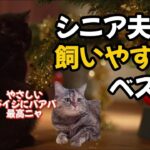 【猫ミームが邪魔をする】シニア夫婦が飼いやすい猫ベスト10