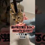 【3日目】猫は何日でマズルを覚えるのか！？猫のトレーニング！ #shorts #cat #保護猫 #meow #猫のいる暮らし #kitten #cute #しつけ #トレーニング
