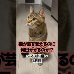 【3日目】猫は何日で新しい芸を覚えるのか？ #shorts #cat #保護猫 #meow #猫のいる暮らし #kitten #cute #しつけ #トレーニング