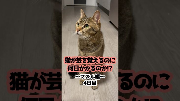 【3日目】猫は何日で新しい芸を覚えるのか？ #shorts #cat #保護猫 #meow #猫のいる暮らし #kitten #cute #しつけ #トレーニング