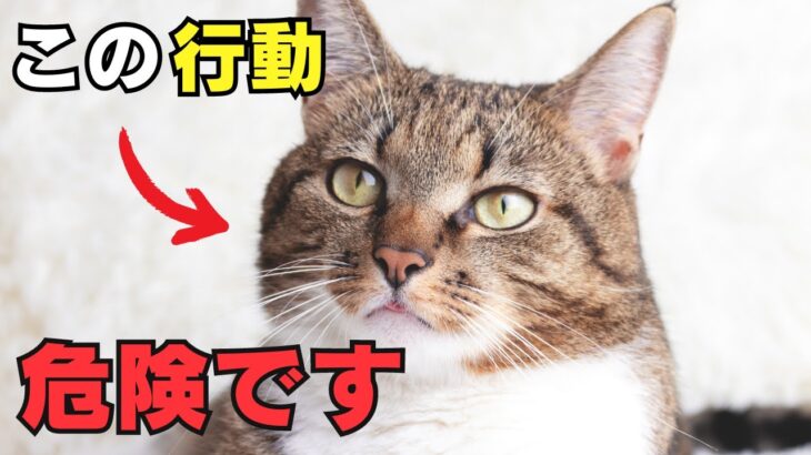 【危険】猫が死ぬ直前に見せる行動5選を解説