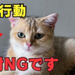 猫と遊ぶ時に飼い主がしてはいけないこと6選を紹介