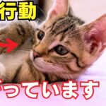 【危険】猫と遊ぶ時に飼い主がしてはいけない行動6選を紹介