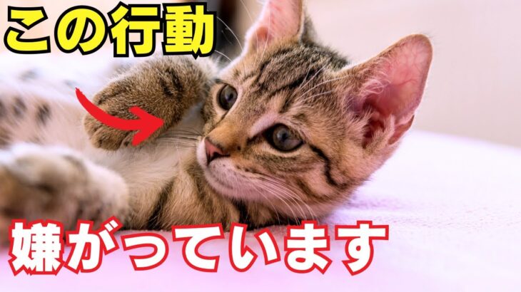 【危険】猫と遊ぶ時に飼い主がしてはいけない行動6選を紹介