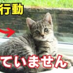 【要注意】猫が懐いていない人に見せる行動7選を紹介