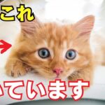 優しい人に育てられた猫だけが飼い主に見せる行動7選