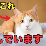【注意】猫が病んでる時に見せる行動7選を紹介