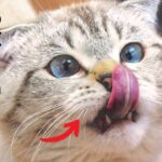 猫が懐いている人にしか見せない行動7選を紹介