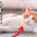 意外と知らない猫が甘えてくる時にする行動7選を紹介