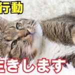 【完全版】長生きする猫の特徴8選を紹介