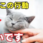 【危険】猫が嫌いな人に見せる行動8選を解説