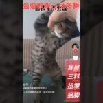 猫のしつけ「さんむけ」ツイストコモドドラゴンダンス猫仔被培訓《三目科龍》扭脚舞It wants the cat to do the three-legged Kung Fu dance OMG