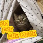 My Cat From Hell 215 / 猫専用の部屋と化す