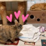 My Cat From Hell 225 / それでもウサギはネコが好き！
