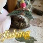 My Cat From Hell 226 / たまには猫と遊ばないと！
