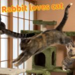 My Cat From Hell 243 / ウサギは猫が大好き！